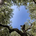 Cigui Gasthuis Múggia