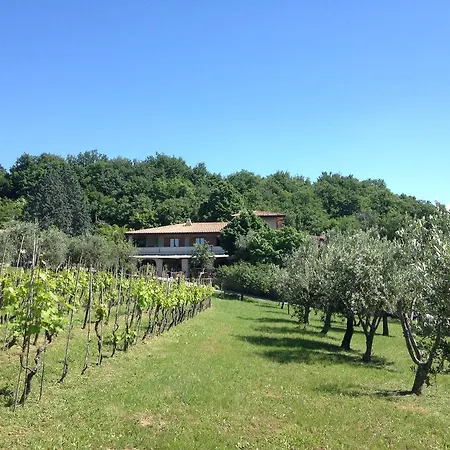 Cigui Muggia